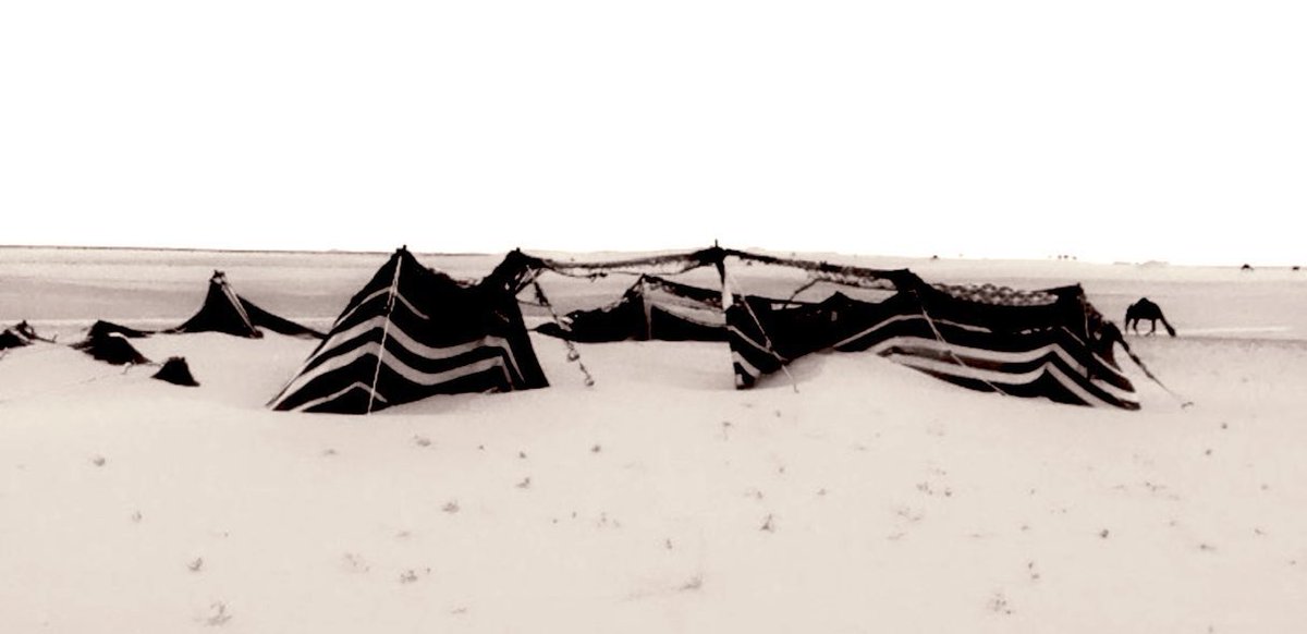 شبّاب tweet media