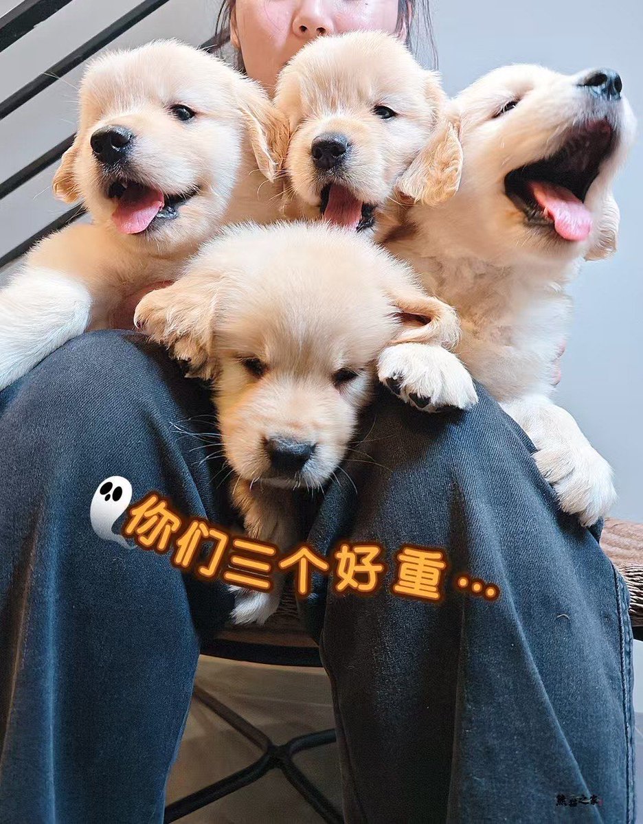 JessicaMcCask11's tweet photo. "From tiny pawfuls to zoomies champion—watch your pup grow into their biggest joy!  #PuppyGrowth #PetLove" https://t.co/J1seMOCrsU