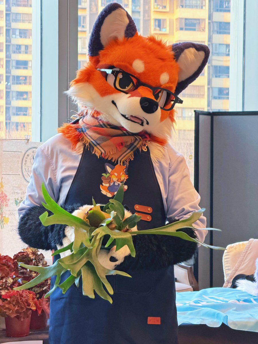 大坏狐狸 tweet media