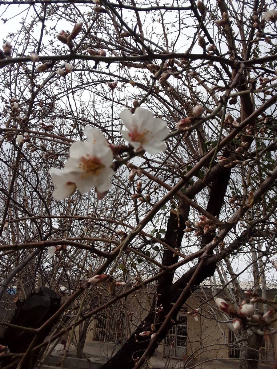بیماری منتهی به مرگ(اکانت قبلی ساس شد:) tweet media