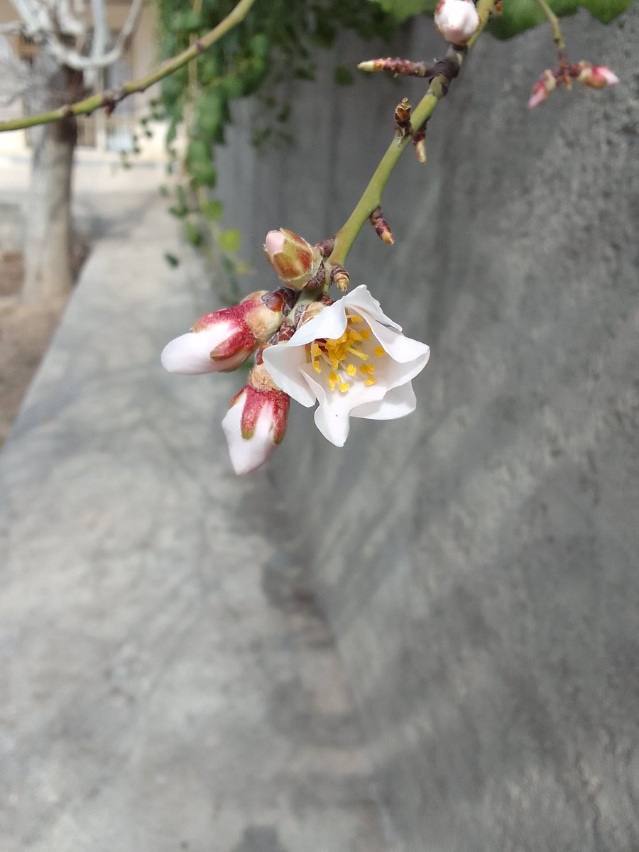 بیماری منتهی به مرگ(اکانت قبلی ساس شد:) tweet media