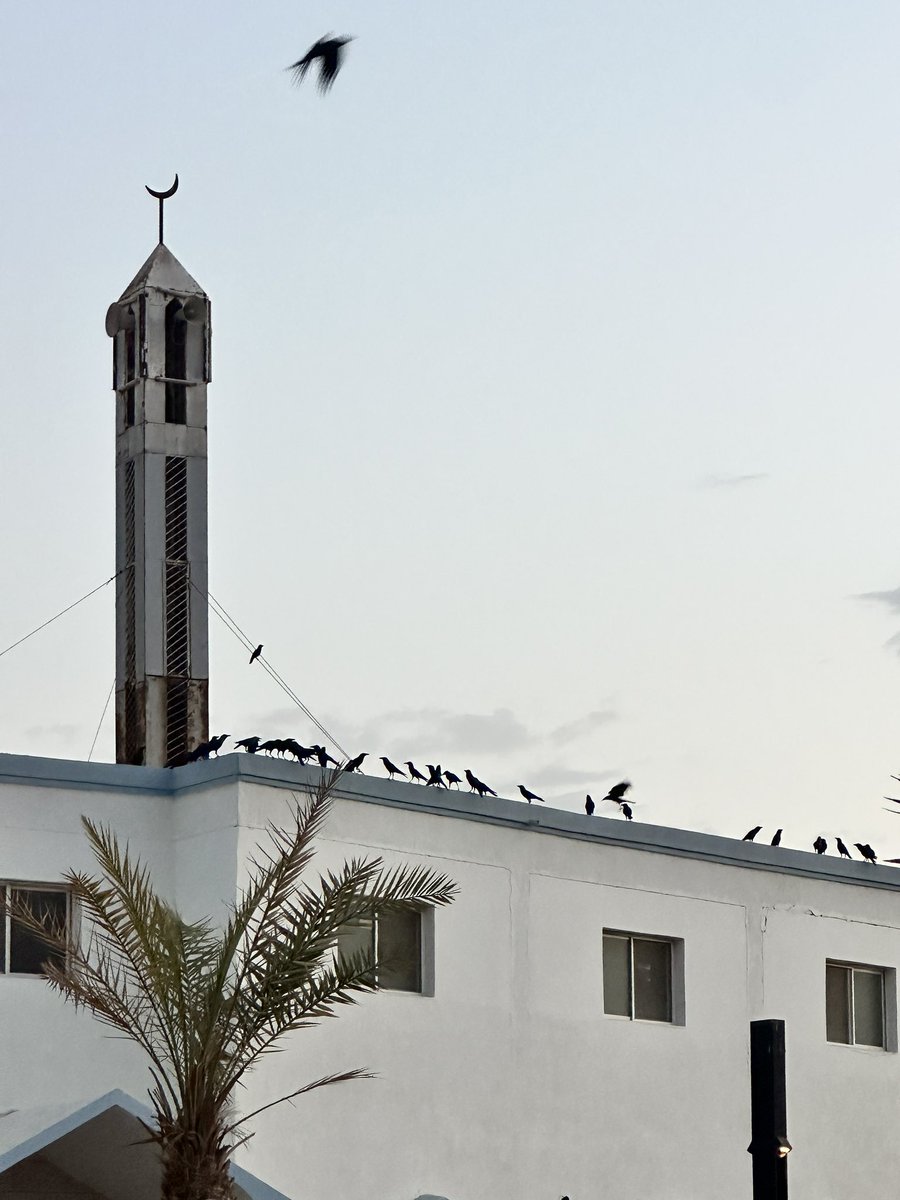 EvolveLeadLove's tweet photo. The Beginning is lost;
the End stretches into eternity.
Don't bother with them, they're all irrelevant.
And since all is really nothing,
then nothing is truly everything.
Attar of Nishapur, The Conference of the Birds
#Haql #RedSea #KSA https://t.co/NXhnQSyb4k