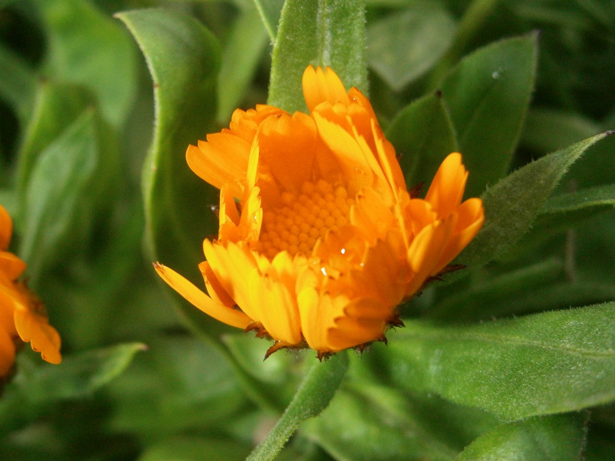 🥷Ninja boy🥷 🍃💚🍃 tweet media