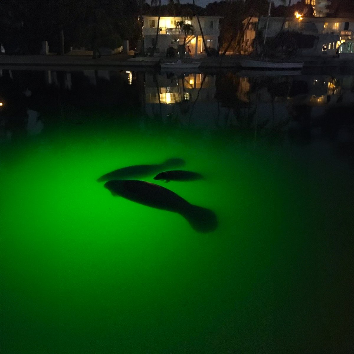 For over twenty years, we’ve been bringing families together, not just above the water, but below it too! Let us turn your backyard into your own tropical oasis, only at fishlight.com  🟢