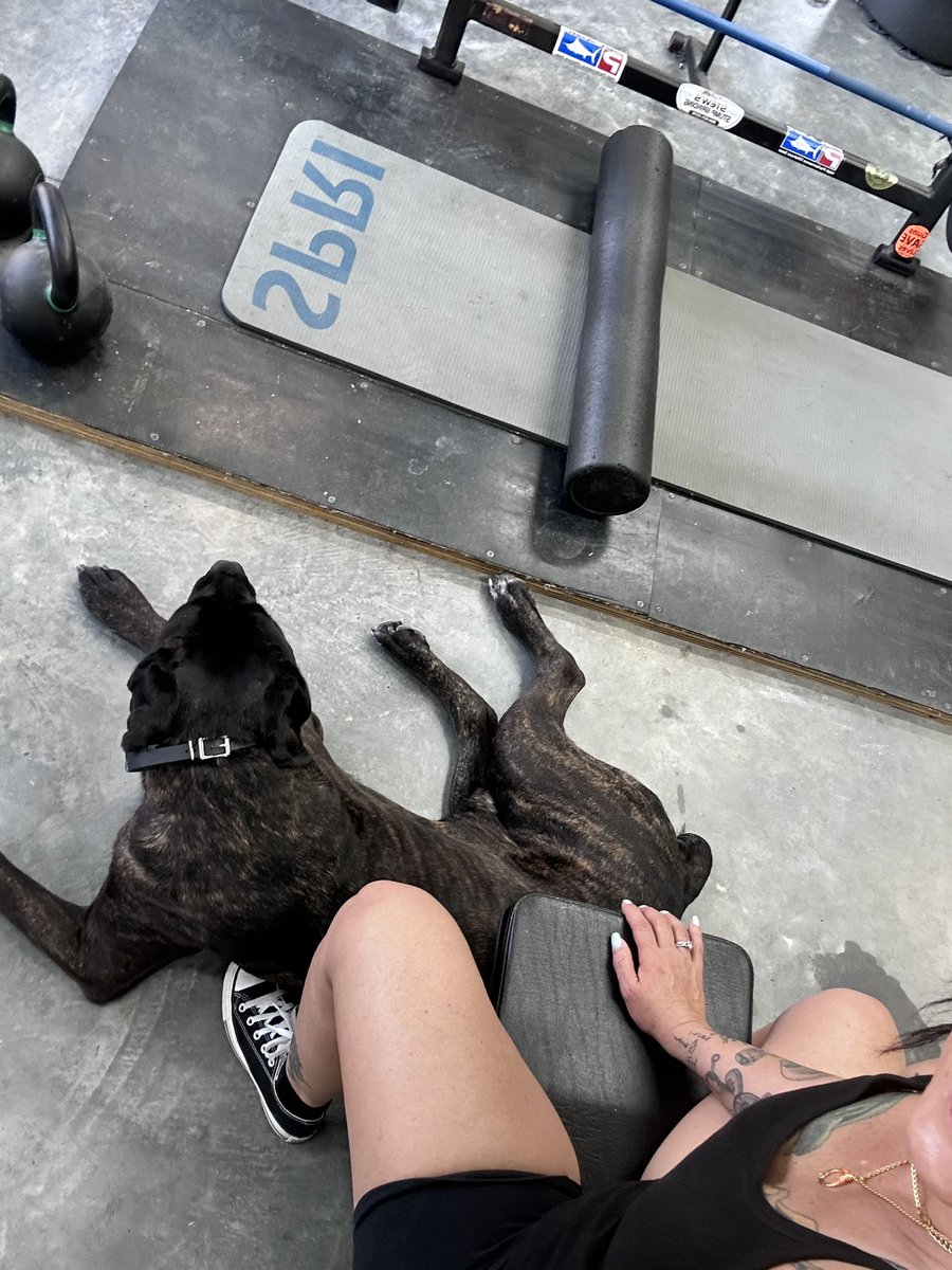 Whiskeytagofox's tweet image. Coach keeps a close eye on me #nodaysoff