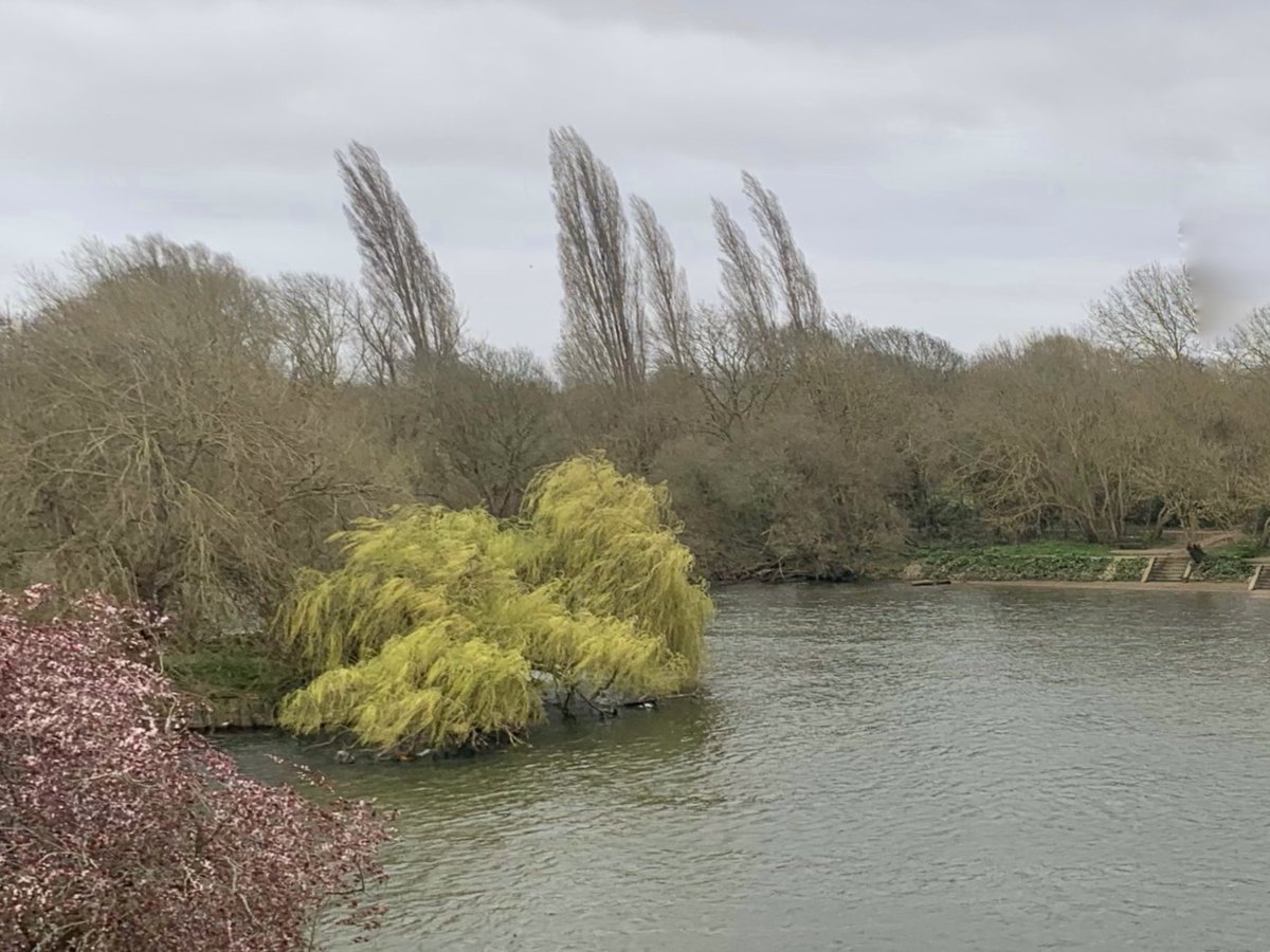 ruths_gallery's tweet image. A windy wet  afternoon! 

#wind #twickenham #rain #viewftommybalcony #Thames
