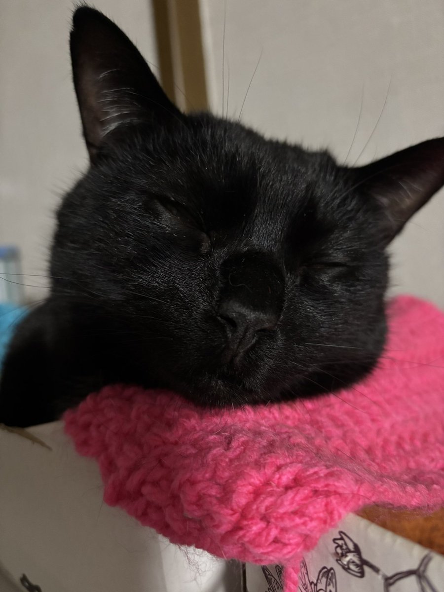 zmasako1's tweet photo. クク君、ねむねむ🐈‍⬛ https://t.co/Me5j47OTe5