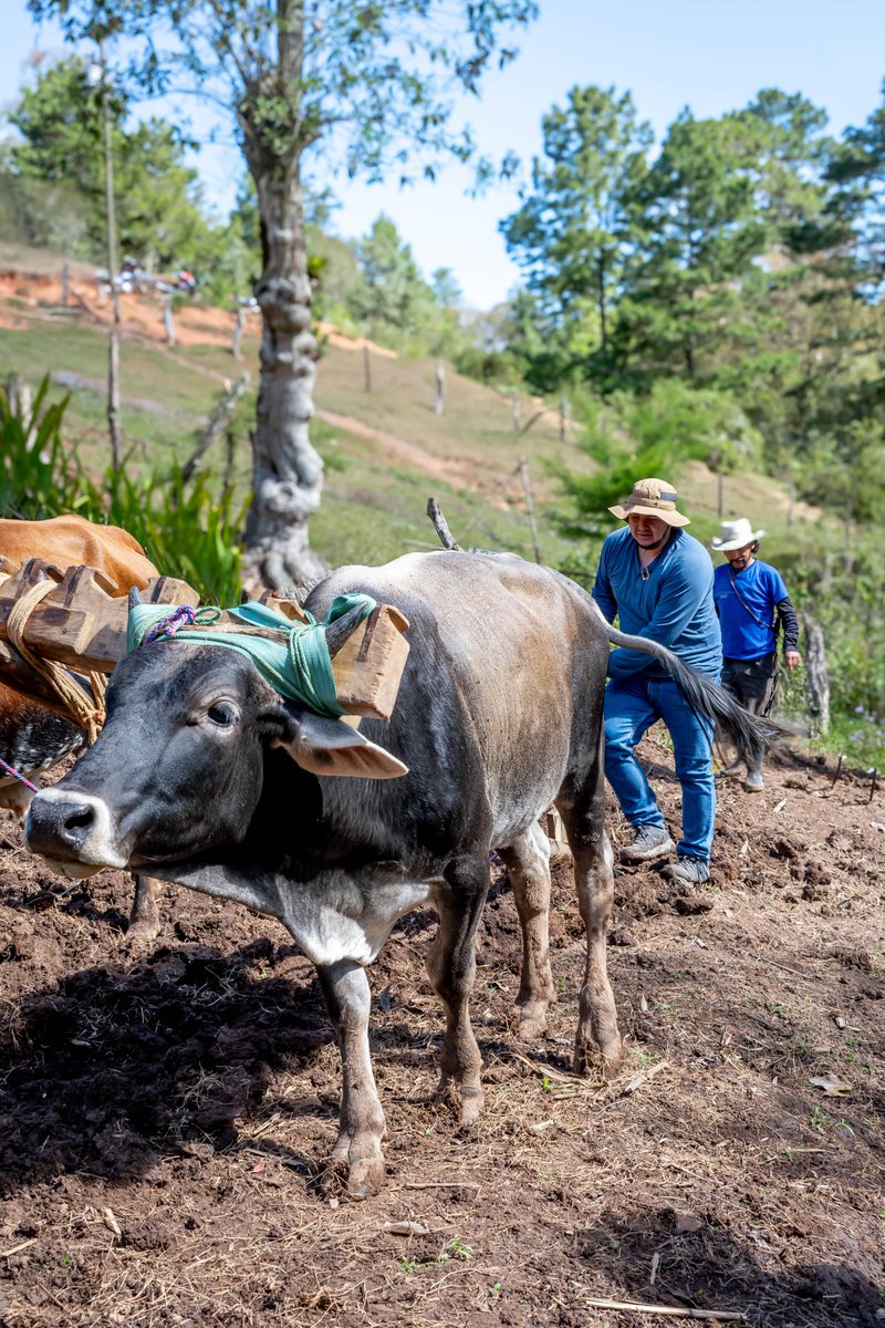 World Vision Honduras tweet media
