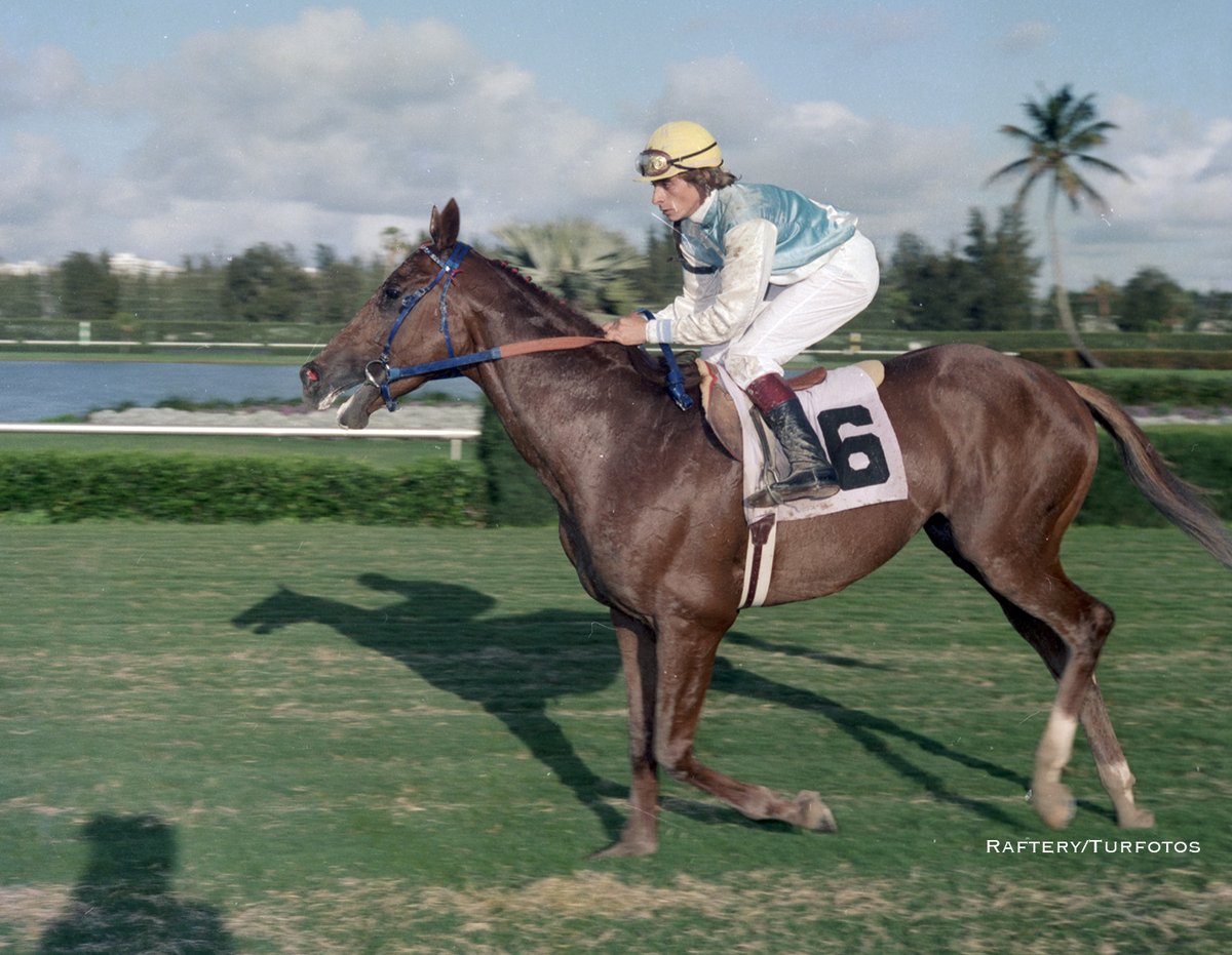 DRFLivingston's tweet photo. Remember MAT BOY 🔥?

The Argentine-bred son of Matun - Boyera, by Pastiche was a multiple G1 winner  - 6 wins by a combined 73+ lengths - before coming to the US.

MAT BOY then won Hialeah's 1984 Widener in 1:59 4/5 and the Gulfstream Park H. (12-length win in a record 1:59).... https://t.co/gHrizzBmfT