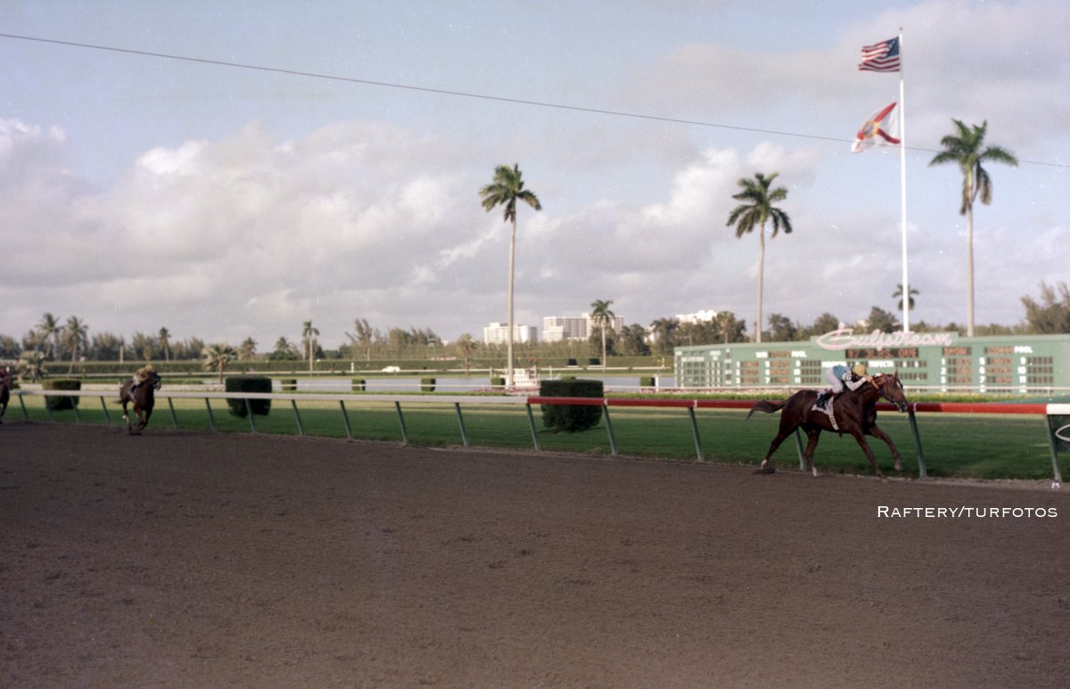 DRFLivingston's tweet photo. Remember MAT BOY 🔥?

The Argentine-bred son of Matun - Boyera, by Pastiche was a multiple G1 winner  - 6 wins by a combined 73+ lengths - before coming to the US.

MAT BOY then won Hialeah's 1984 Widener in 1:59 4/5 and the Gulfstream Park H. (12-length win in a record 1:59).... https://t.co/gHrizzBmfT