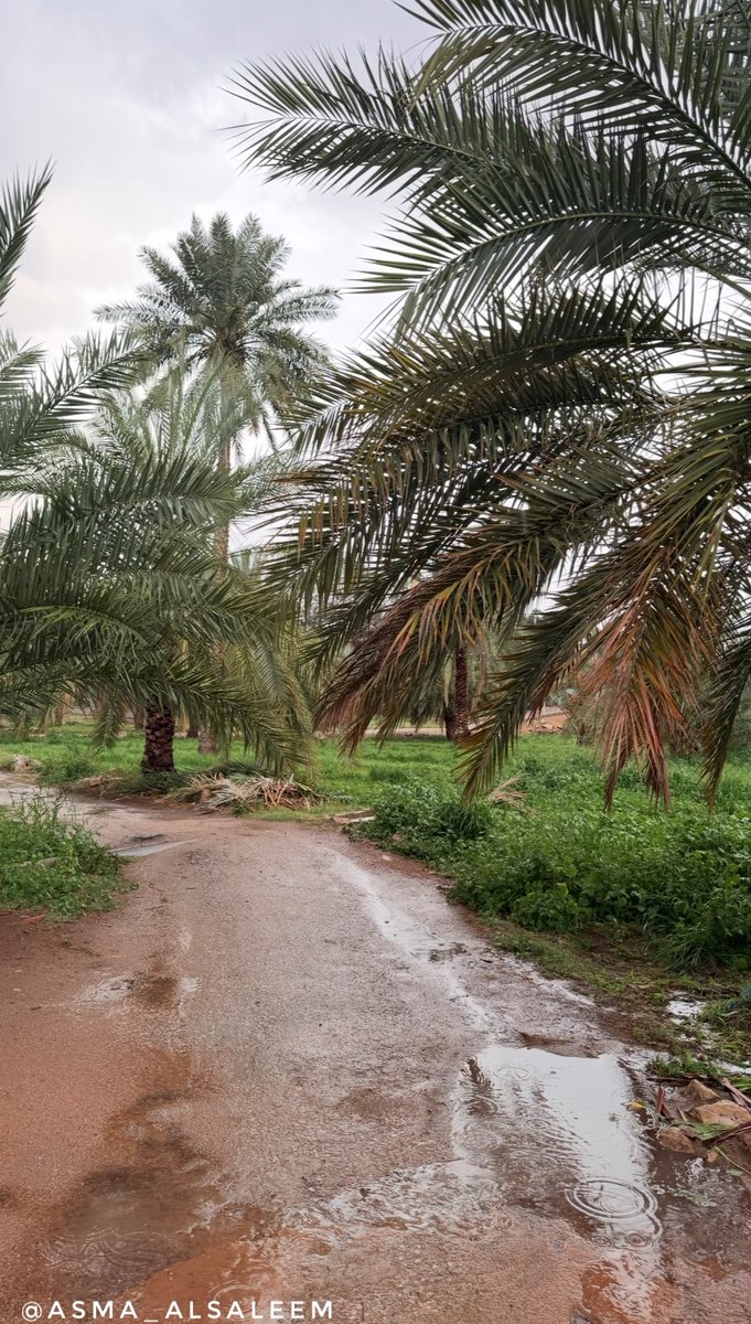 asma_alsaleem's tweet photo. _ صورة برائحة الأرض بعد المطر 🌧️.. 

#عنيزة 🍃 https://t.co/byANWz79uy