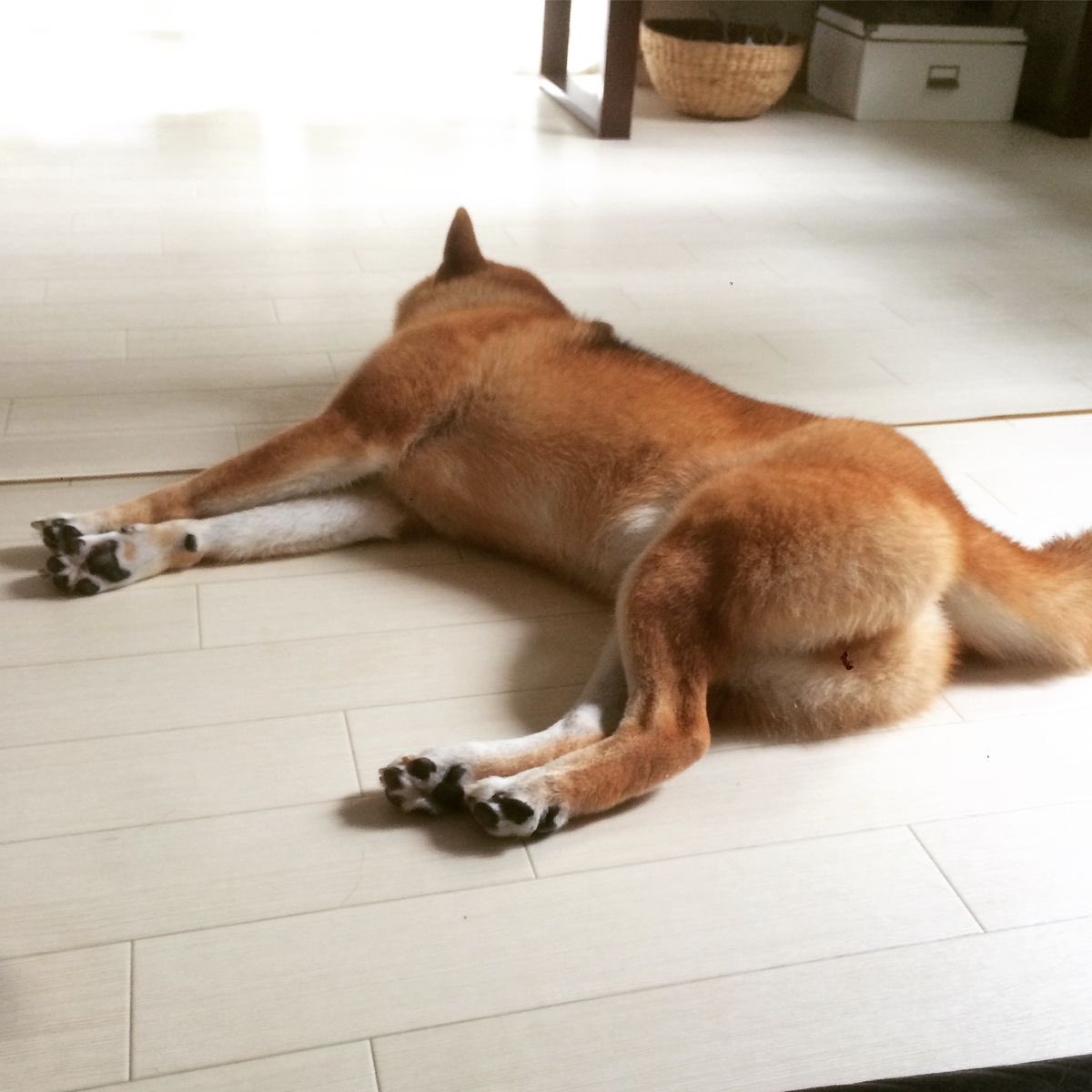 wafflestroodle's tweet photo. Dog butt supremacy >>>> https://t.co/Dx97pLAfxe