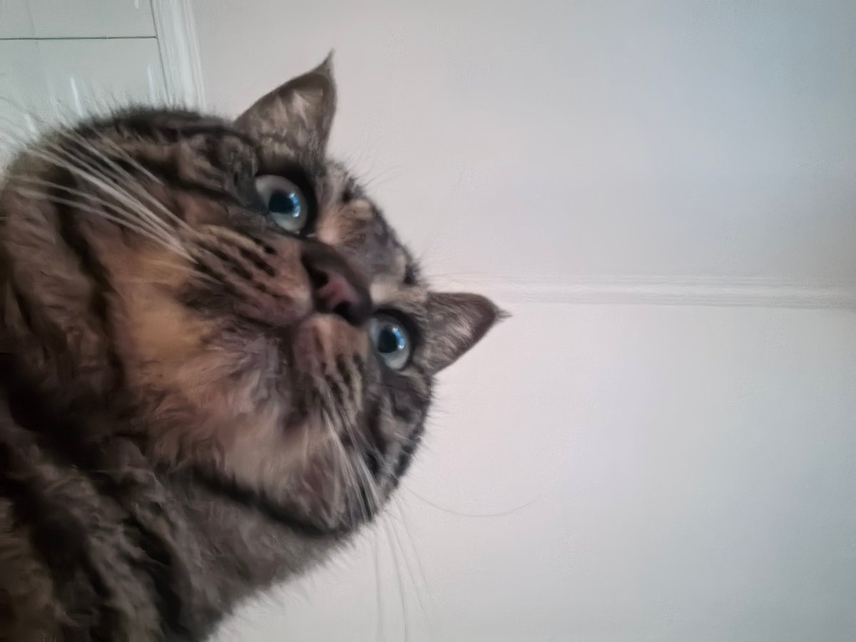 小鸡丸 tweet media