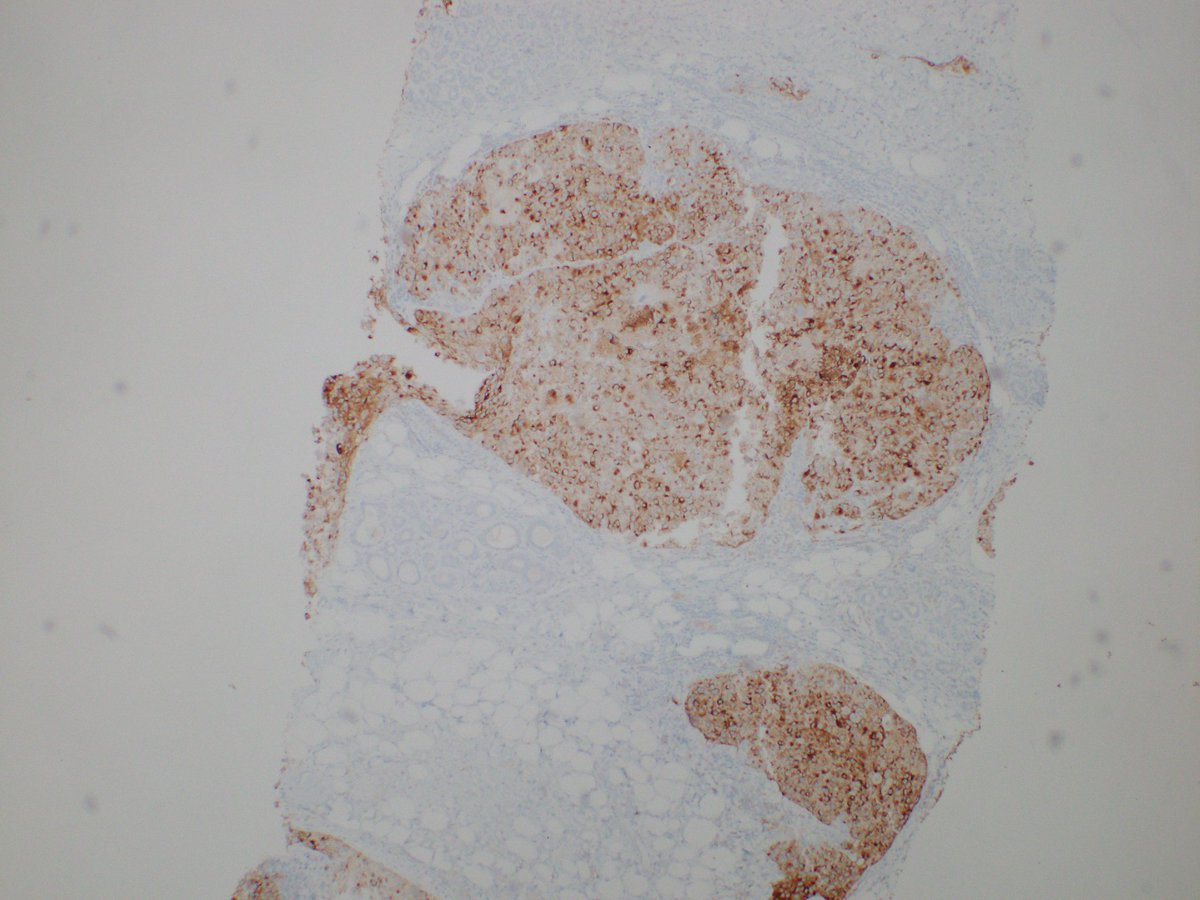 Reza Eshraghi tweet media