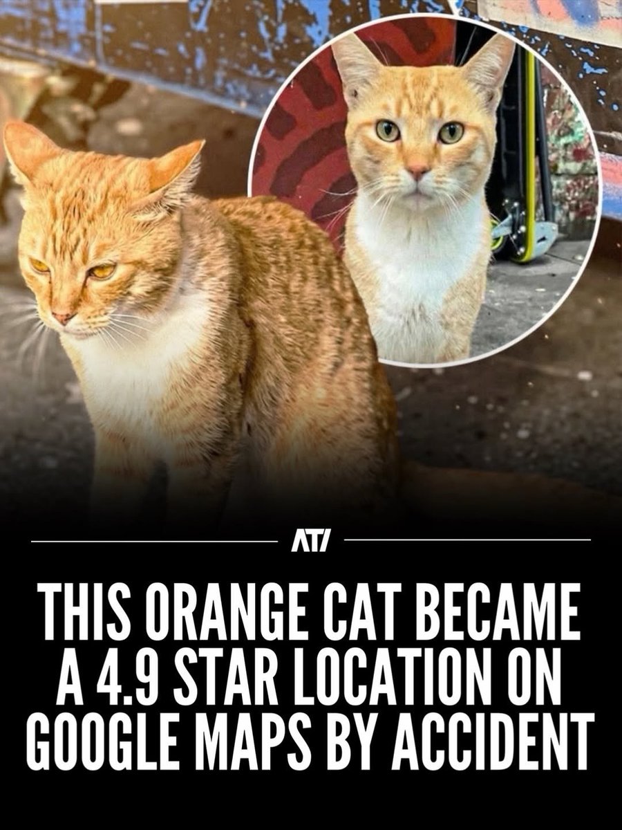 We don't deserve cats 😺 tweet media