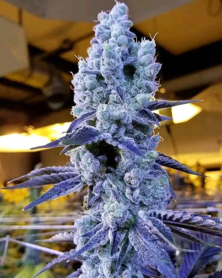 Oregon Bud tweet media