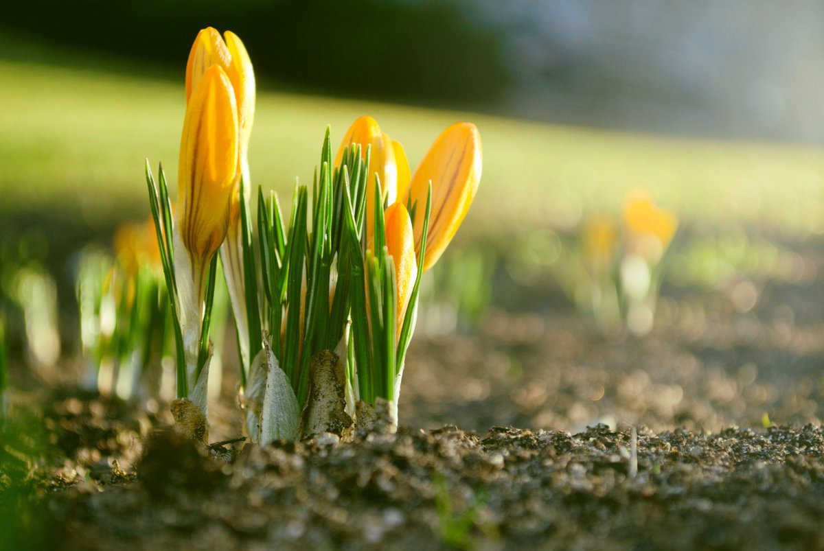 WSU Extension tweet media