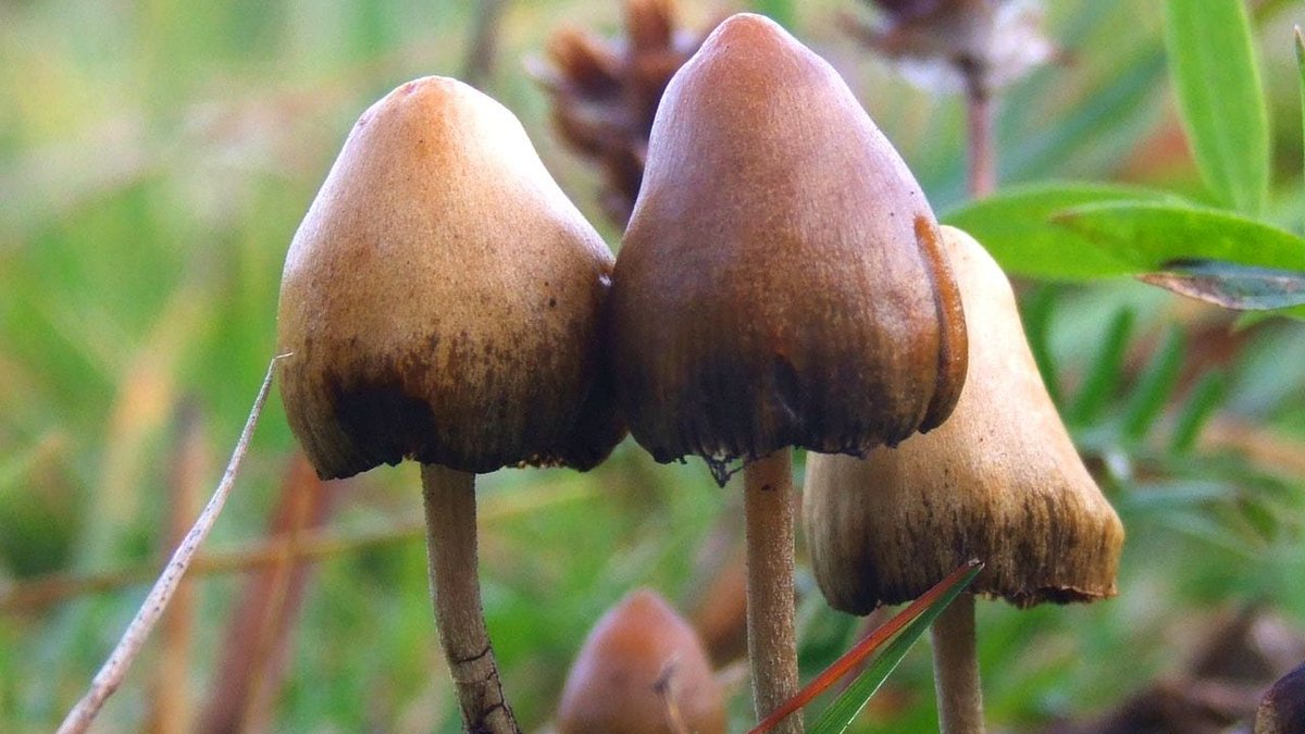 Transitions magazine tweet media