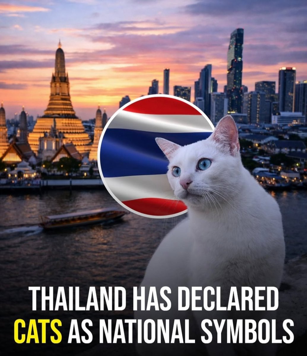 We don't deserve cats 😺 tweet media