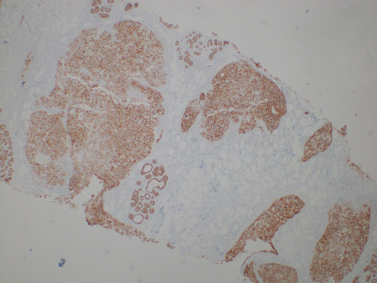 Reza Eshraghi tweet media