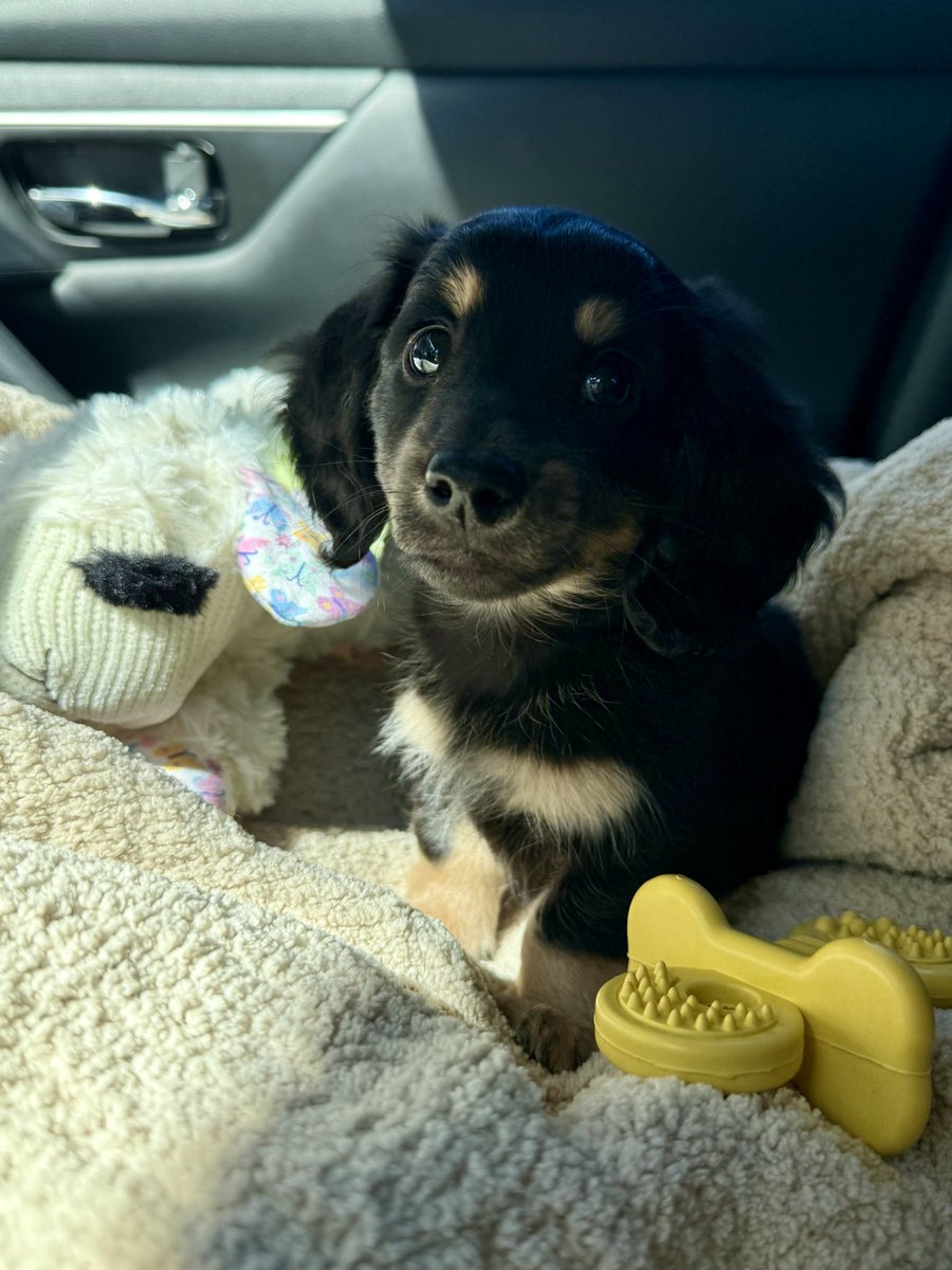 Liryn 🔜 Blizzcon 2026 tweet media