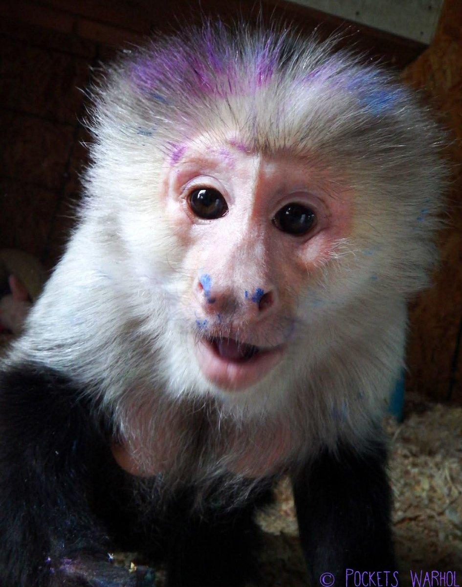 Pockets Warhol tweet media