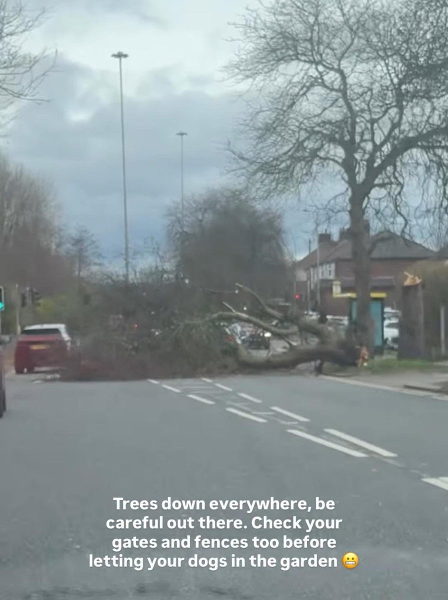 L Bimo 💚🌱🐦⬛🐝 tweet media