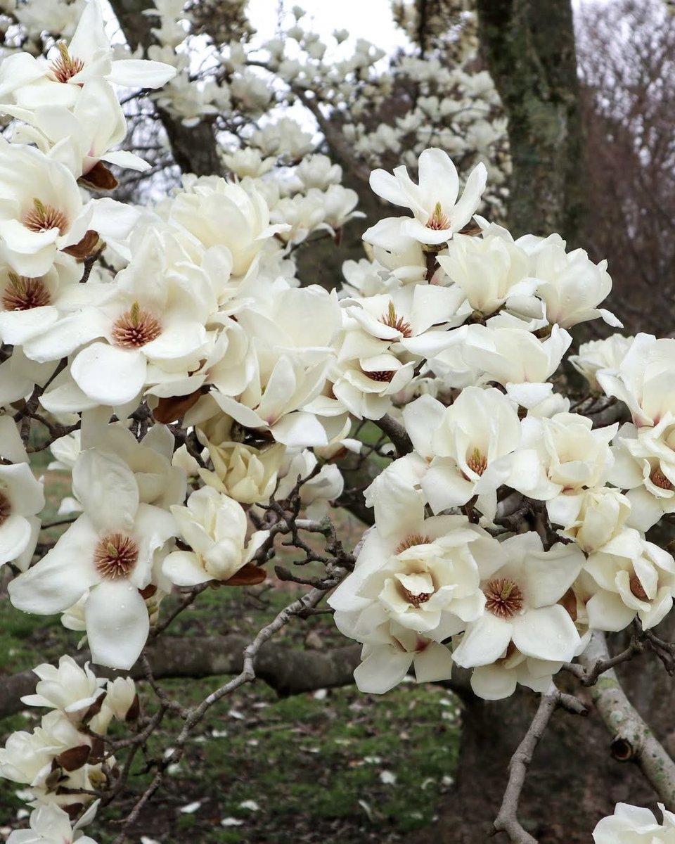 Norfolk Botanical Garden tweet media