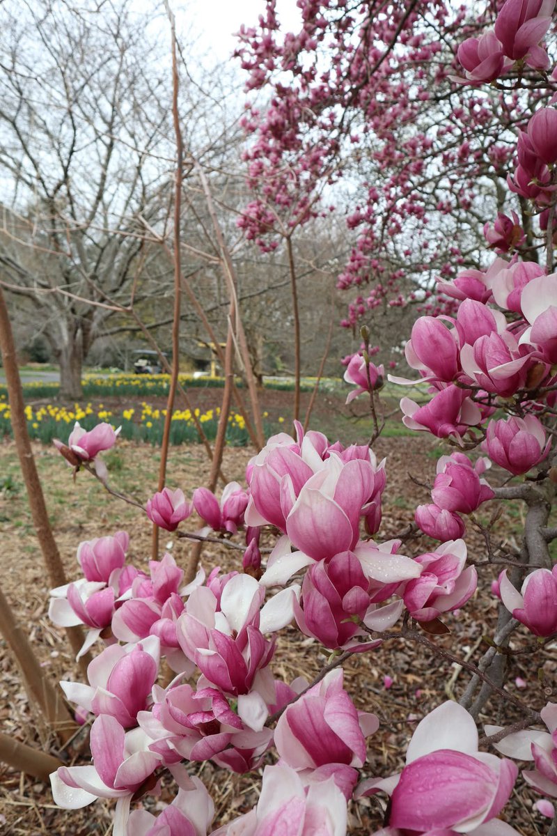 Norfolk Botanical Garden tweet media