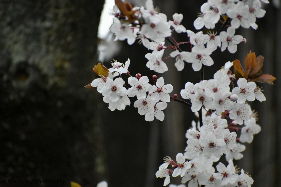 Janette Hall86 tweet media