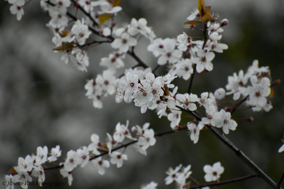 Janette Hall86 tweet media