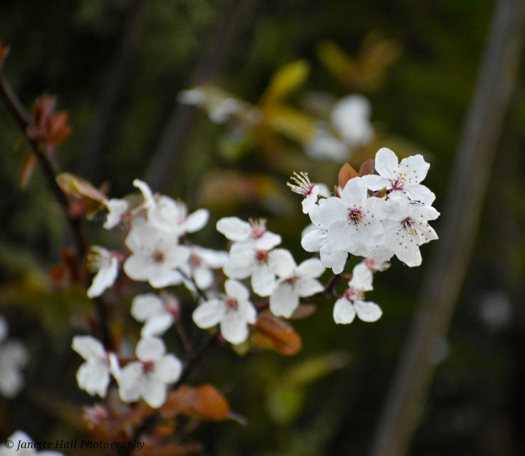 Janette Hall86 tweet media