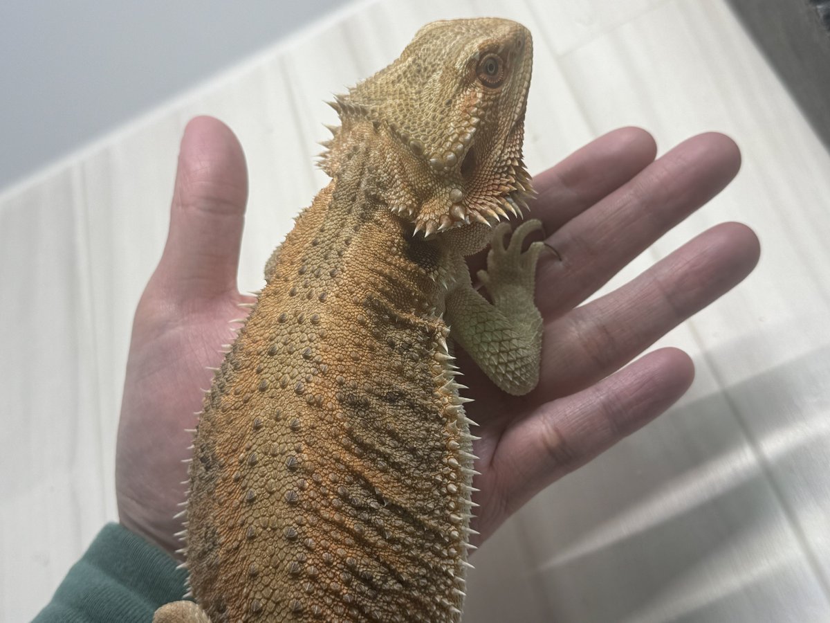 hawk_cx5's tweet photo. テラちゃん1歳🦎🎉
性別は女の子で確定。
衰弱しきっててお迎えした去年4月…
無事立派なアダルトに成長しました。
産まれてきてくれてありがとう！
あともう少し大きくなるかな〜
#フトアゴヒゲトカゲ https://t.co/TTPkLWd3w8