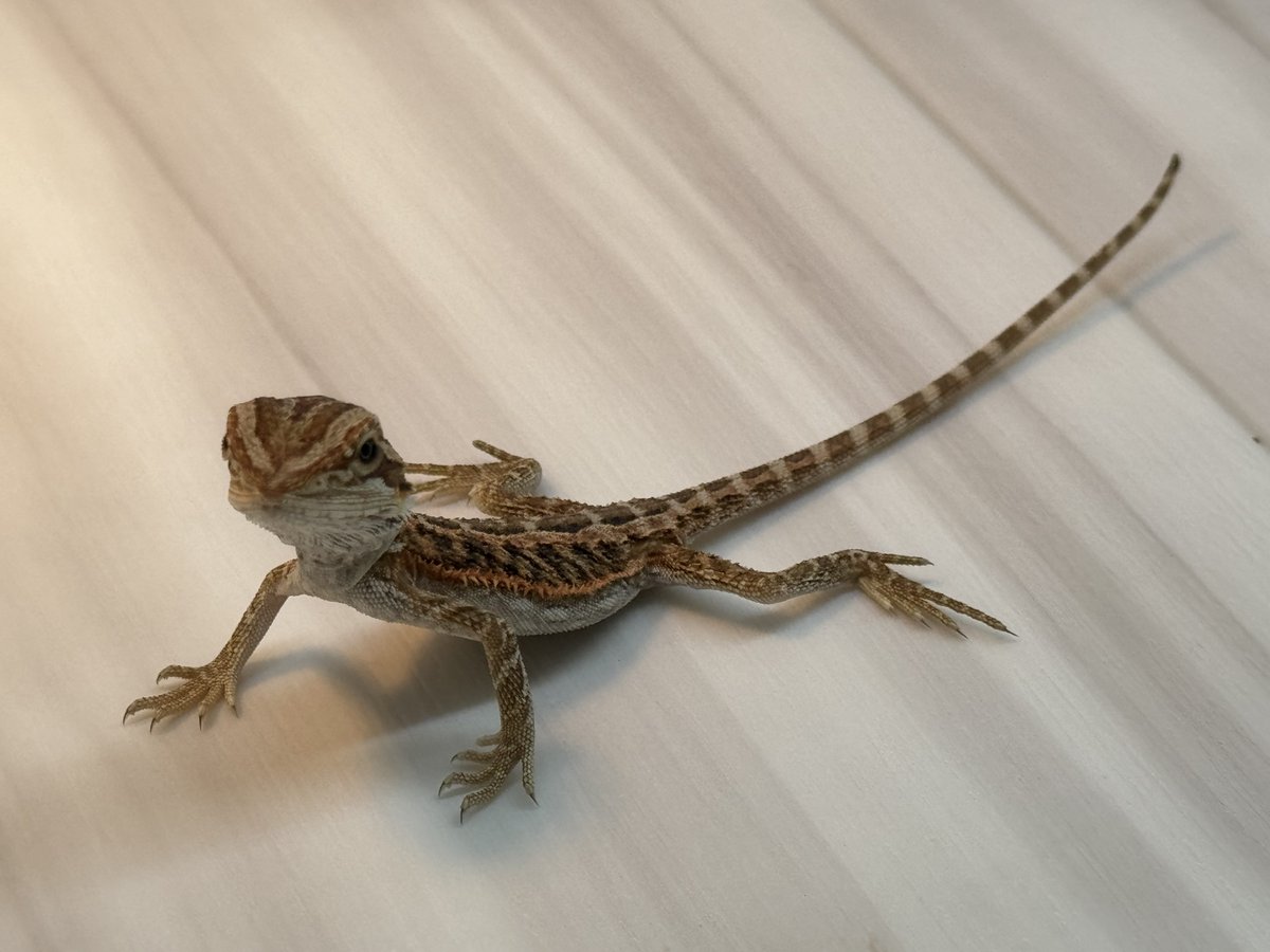 hawk_cx5's tweet photo. テラちゃん1歳🦎🎉
性別は女の子で確定。
衰弱しきっててお迎えした去年4月…
無事立派なアダルトに成長しました。
産まれてきてくれてありがとう！
あともう少し大きくなるかな〜
#フトアゴヒゲトカゲ https://t.co/TTPkLWd3w8