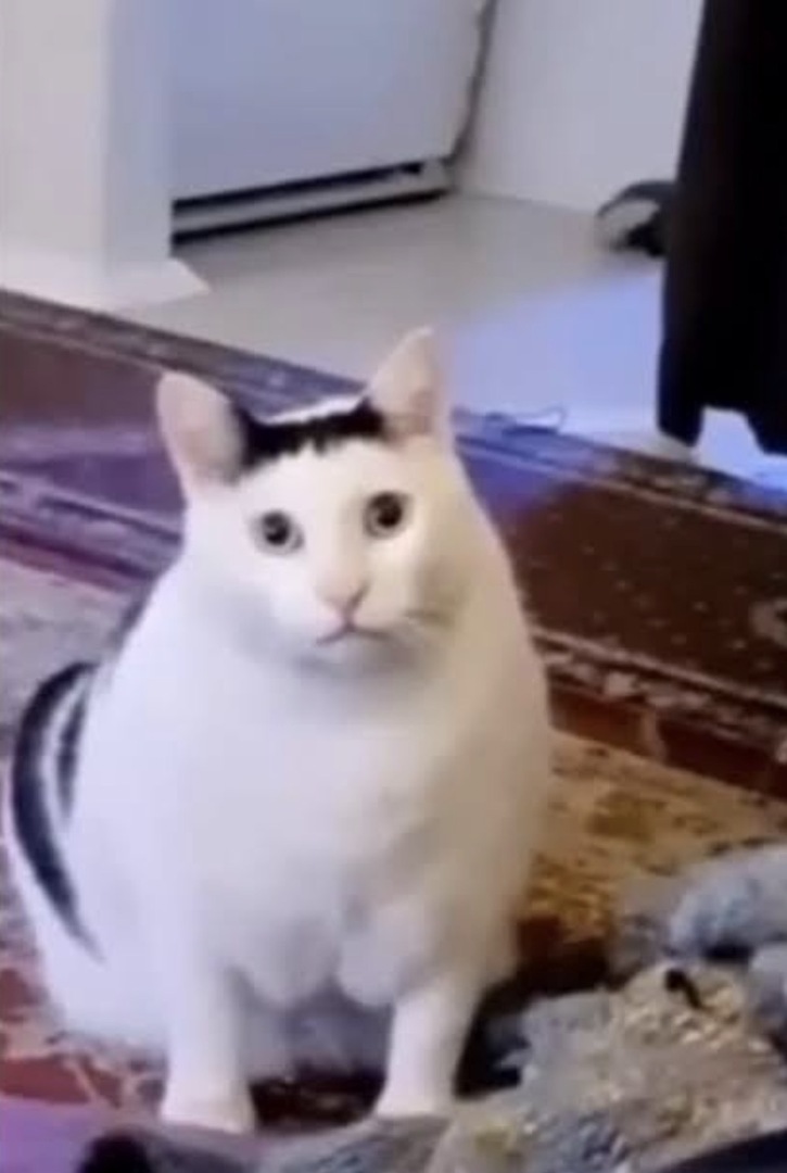 POLBANFESS! - BOT tweet media