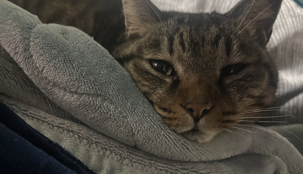 れぷちんのさぶ tweet media