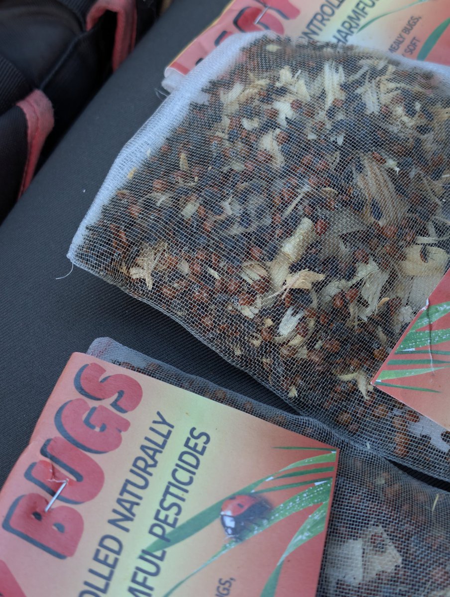 Locals Only tweet media