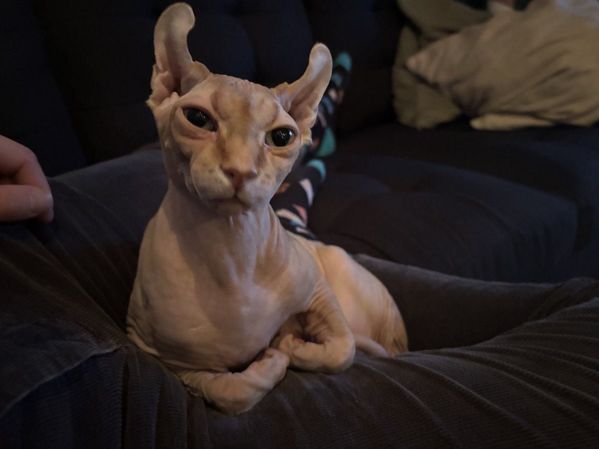 Andy Herren tweet media