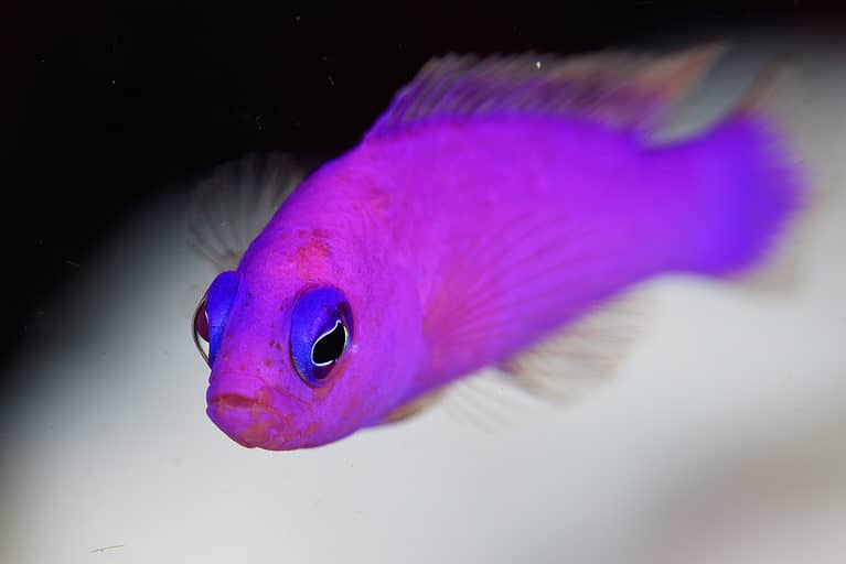 gilesforyou's tweet photo. "I never saw a purple #FishPic..."
Oh, wait. https://t.co/DAhyGLALNp