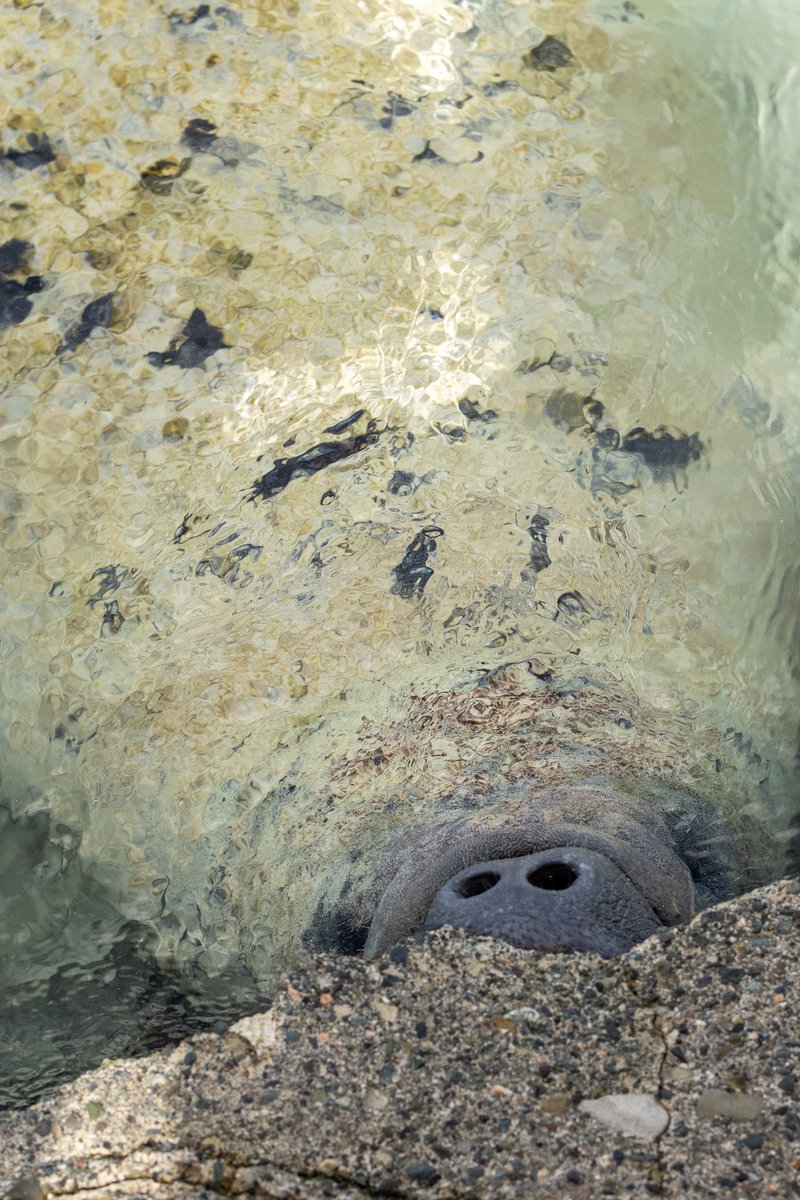 Ministerio de Medio Ambiente RD tweet media