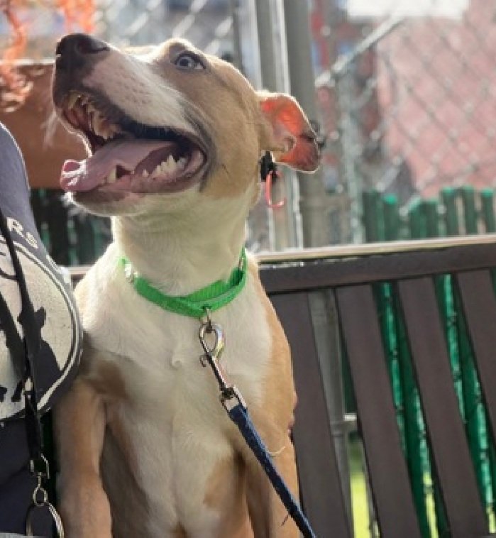 Morgan Fairchild's Dogs tweet media