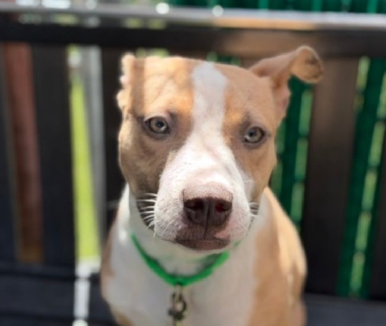 Morgan Fairchild's Dogs tweet media