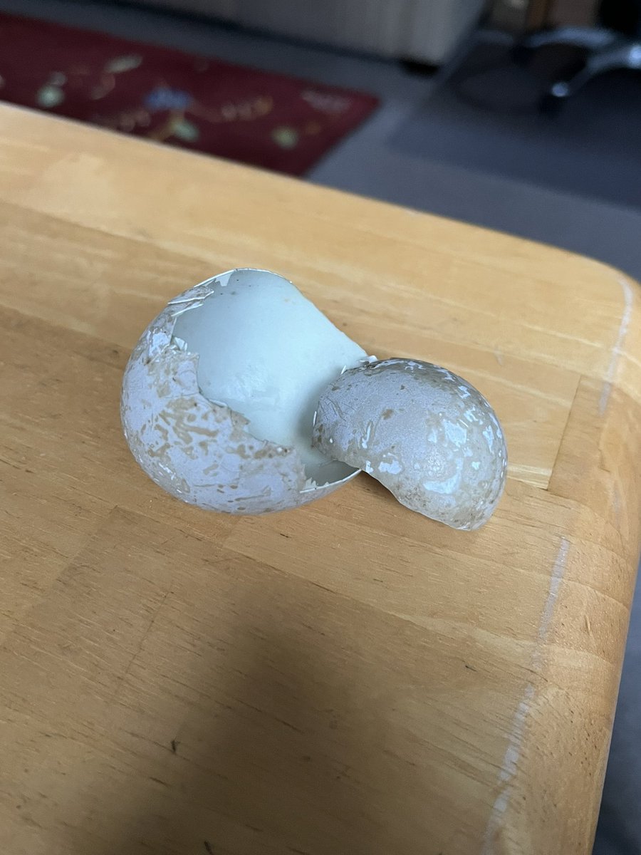 Glen Maddison tweet media