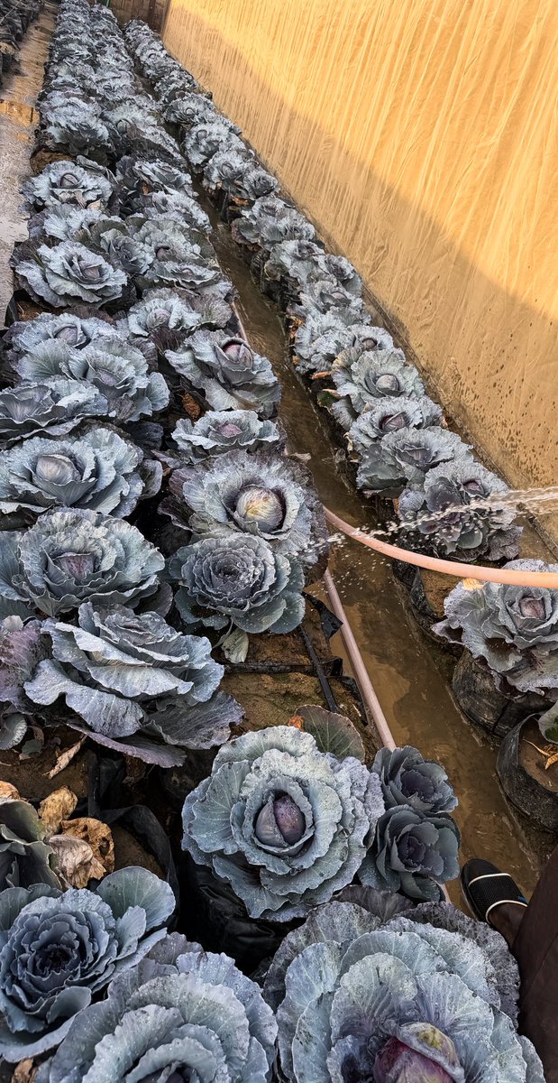 Nupenchii_'s tweet photo. When last did you see a purple cabbage like this ?

Come to #LarabahFoods https://t.co/uXiaW9MlOx