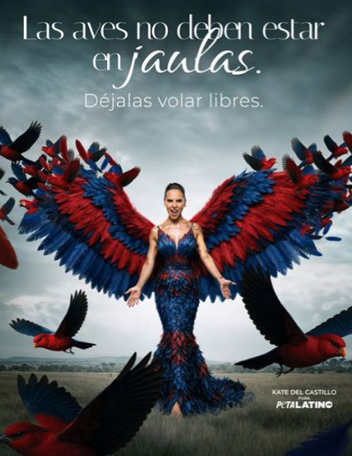 diariopanorama's tweet photo. La actriz mexicana Kate del Castillo alzó su voz este 12-M en defensa de las cientos de miles de aves que son atrapadas y mutiladas cada año, como parte de una nueva campaña de Peta Latino contra el comercio de aves silvestres en la que anima al público a no comprarlas. https://t.co/9f3tskjToI