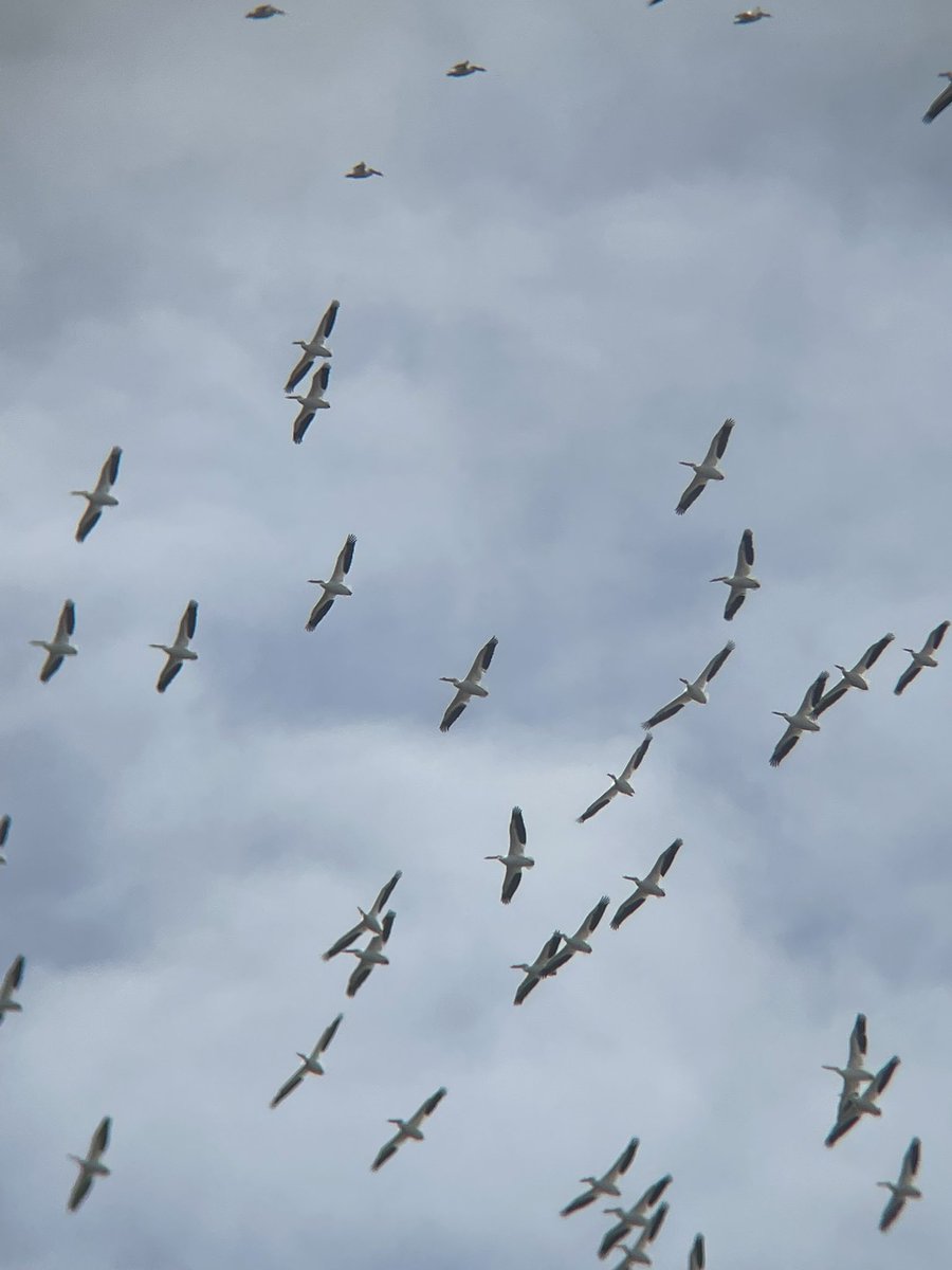 Science Cowboy 🦉❤️‍🔥 tweet media