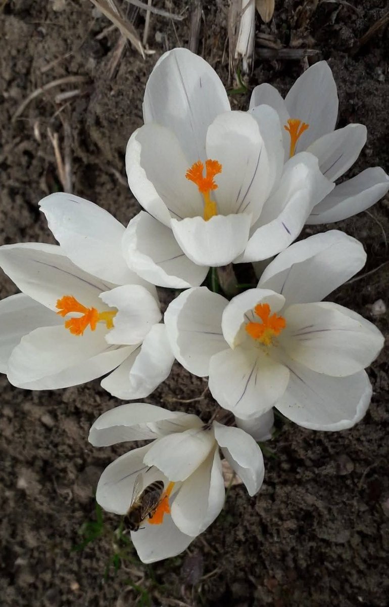 angelakingaa's tweet photo. @3x5HBbnYTEznWa9 Good morning 🌷🌺 https://t.co/vAczVYhrnZ