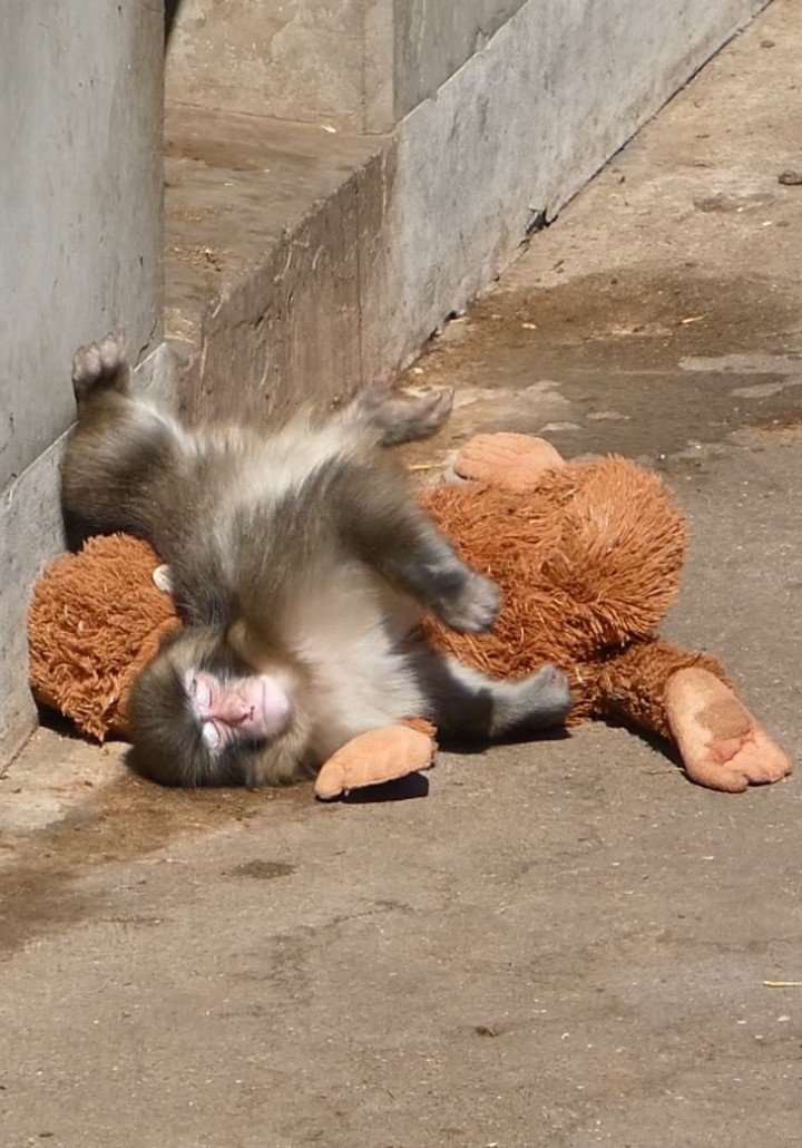 パンチくん、実際見ると他のコザルよりひと回り小さく色が濃い。元気に走りまわって遊んでたし、様子を伺いながらオトナのサルに寄りかかってたり。可哀想ではなく逞しいなって思った。でもこんな姿見るとやっぱ応援したくなるね。

2026. 3.11  📷
#市川市動植物園
#ニホンザル
#がんばれパンチ