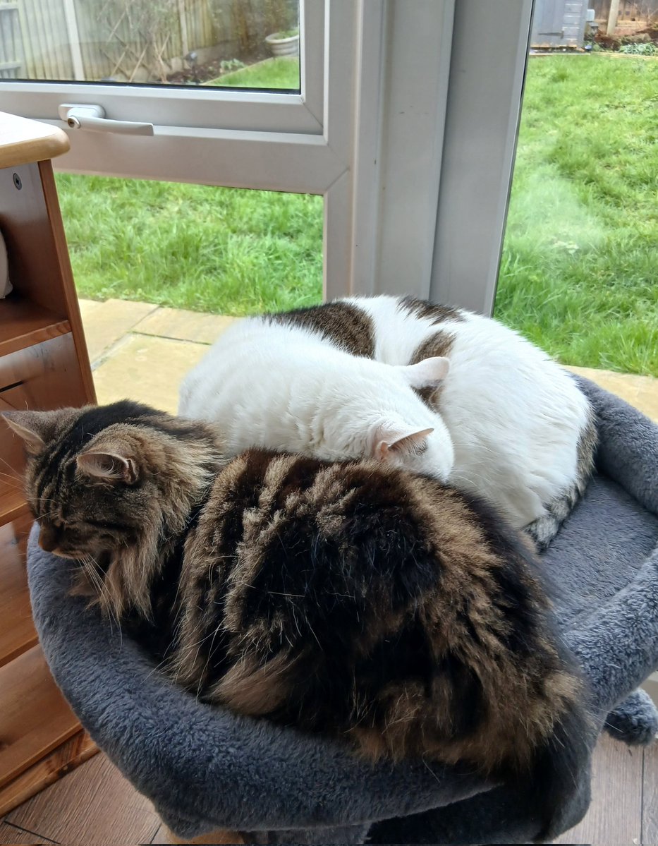 Ali H. 🐈🦊 tweet media