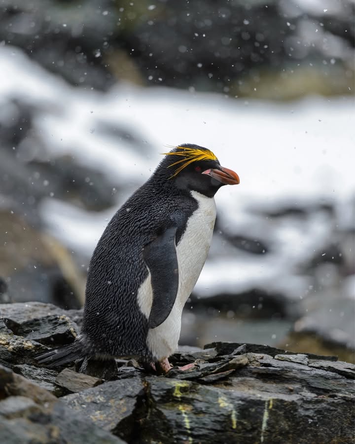 Secret Atlas tweet media